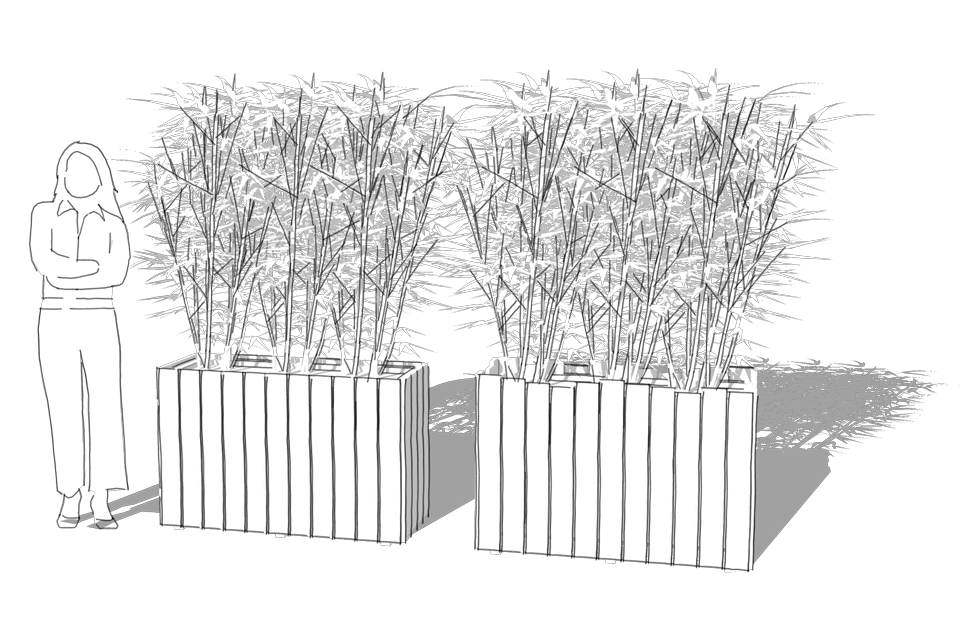 Croquis de deux jardinières en bois, plantées de bambou.